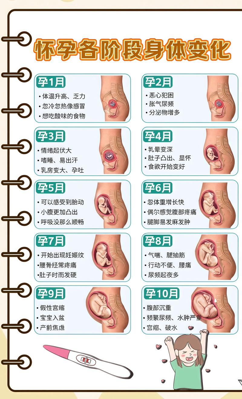 揭秘供卵代孕妈妈怀孕小腹分两节，孕期变化的奥秘云浮代生机构: